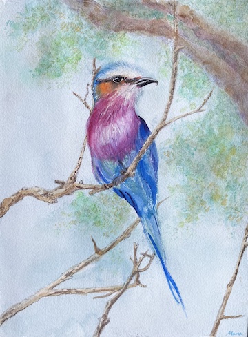Lilac Breasted Roller