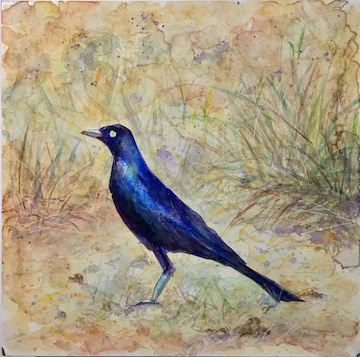 Long Tailed Starling