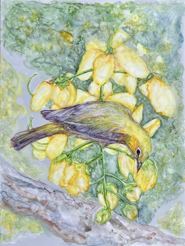 Oriental White Eye