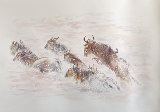 Wildebeest